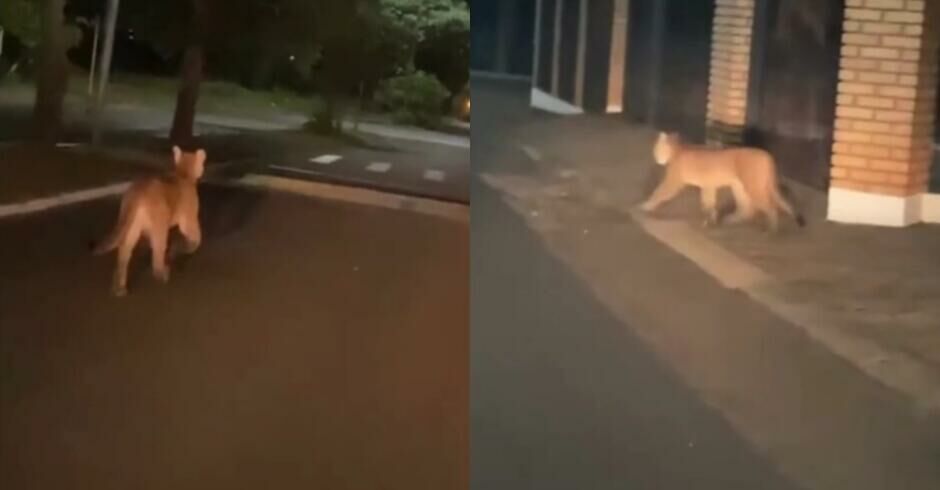 Imagem de compartilhamento para o artigo Onça-parda é flagrada correndo em bairro de Paranaíba e mobiliza Defesa Civil (vídeo) da MS Todo dia